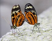 Butterflies In Love 8x10 photo print - nature photography colorful butterflies art 5x7 8x12 wall decor