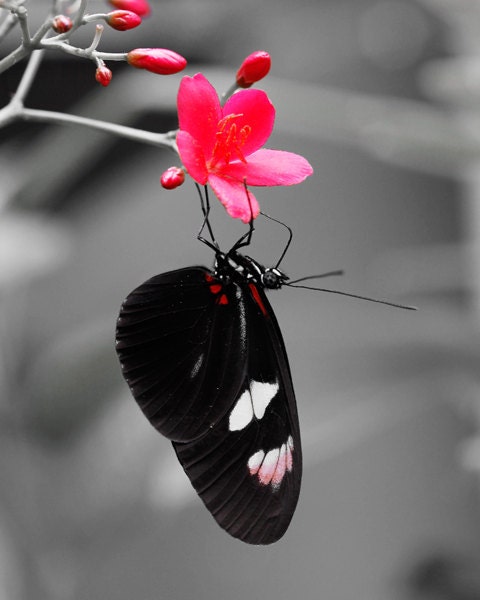 Butterfly Black and White and Red ... 8x10 photo print - nature photography butterflies and flowers red art 5x7 8x12 wall decor sale