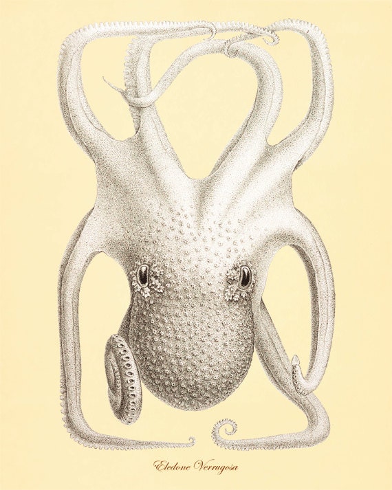 Octopus Vintage prints old prints Nautical art print Ocean Decor Natural History Victorian art antique prints nature print 8x10 art print