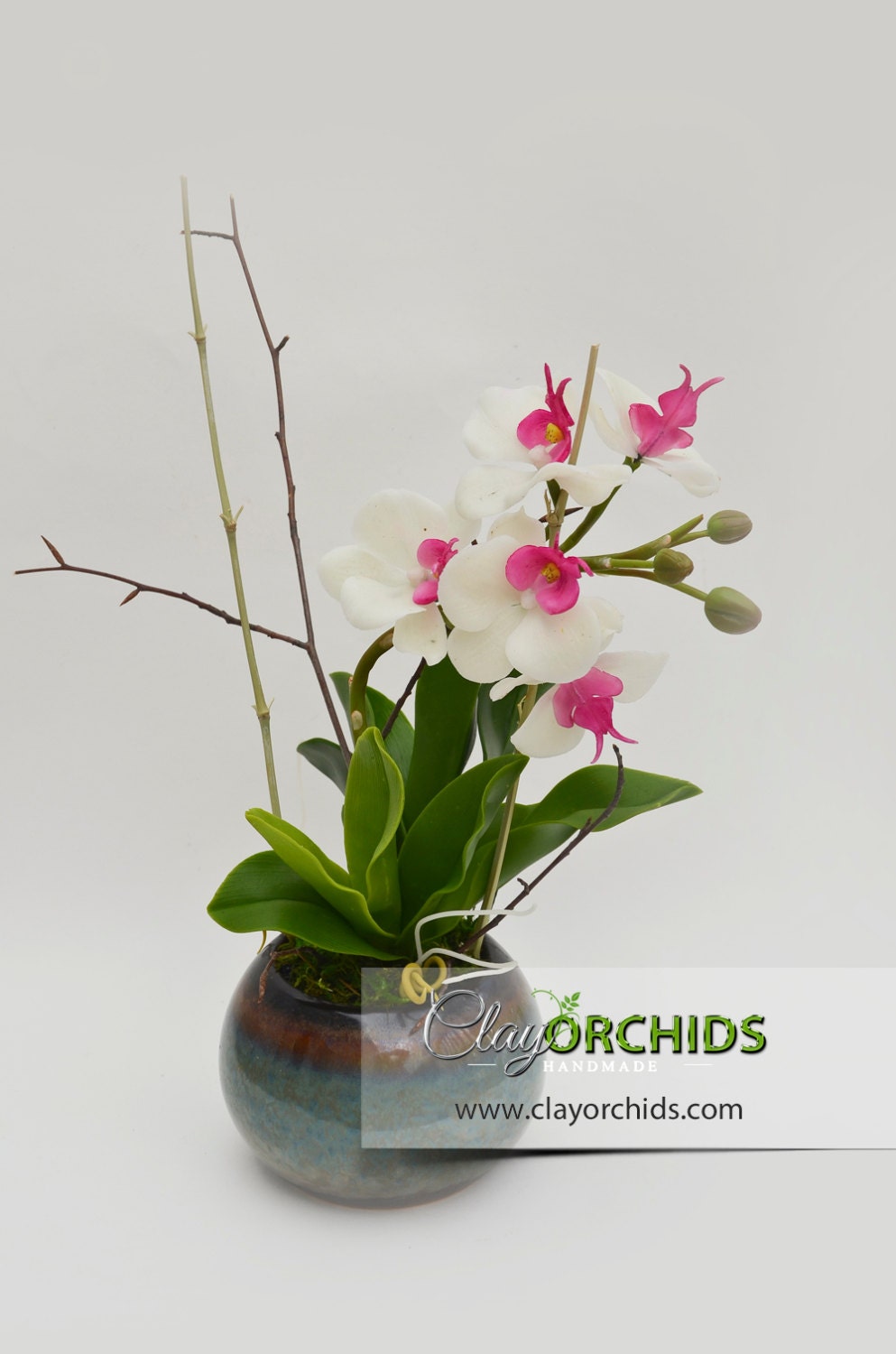 Classic White Phalaenopsis