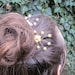 CUSTOM Pearl Spray Hair Pins set of 6 - Bridal, Bridesmaid Hair Accessories/Decoration, Wedding, Traditional, Delicate, Gothic, Colour