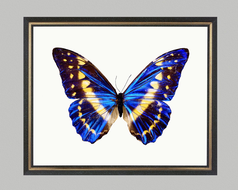 Butterfly - print on Fine art watercolor paper 8x10 inch.
