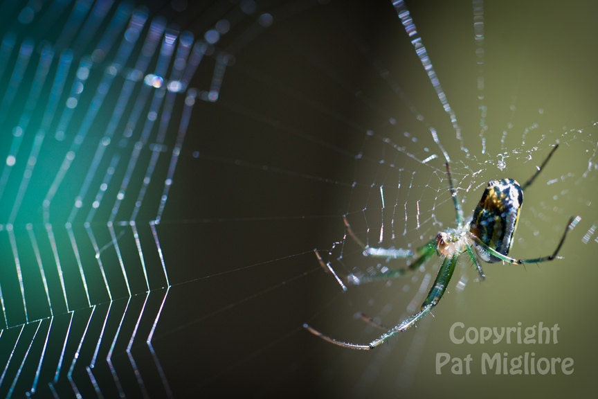 Fine Art Print Unbelievable Close Up of Brilliant Spider Weaving a Web Struck by Sunlight Against a Green Background fPOE - RoselightStudio