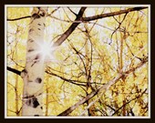 Nature Photography - Home Decor -Aspen Trees, Branches,  pale yellow, black- white - 8x10 inch Tree Photography - Aspen - KarieJorgensen
