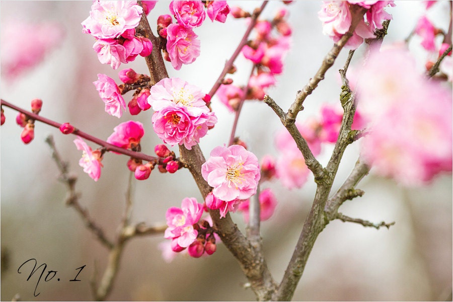 Pink blossom No.3 - Set of 3 5x7 Photo Prints, mounted, flower photography, nature photography, home decor