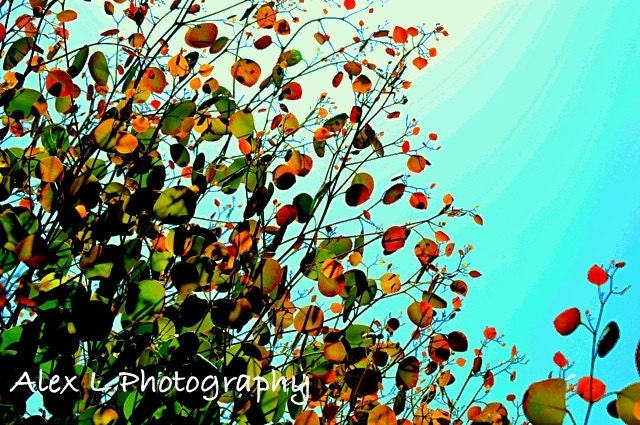 Tree Photography - tree wall art - green red blue spring autumn art prints floral decor fine art - 8x10 Photograph