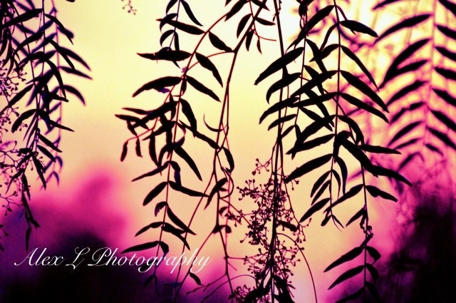 Tree Photography - tree wall art - pink yellow blue spring autumn art prints floral decor fine art - 8x10 Photograph
