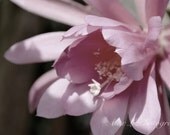 Flower Photography - pink wall art - pink yellow spring summer art prints floral decor fine art - 5x7 Photograph,