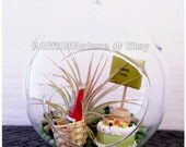 Birthday Terrarium Tillandsia Air Plant Gift Hanging Glass Orb - Wine Basket Glass Jelly Bean Gems Cake Kit Graduation Gift Party Decor