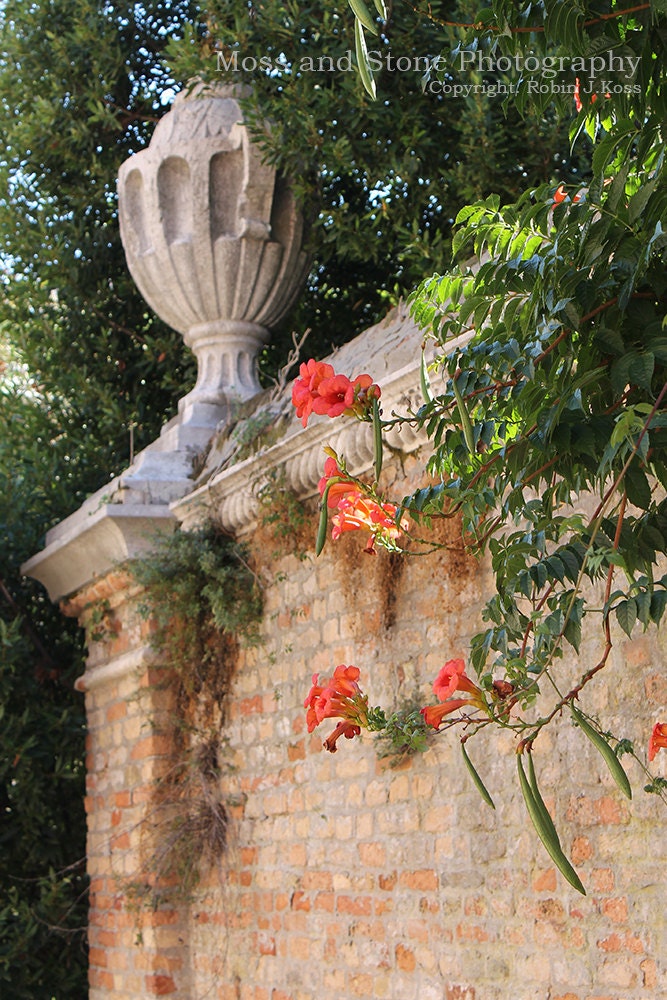 Trumpet Vine Venice- 19 x 13 Photograph- Italy Series