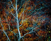 Fine Art Photography Print - Tree Photography - Tree Art - Season of Change - SweetSpectrum