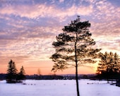 Sunset and Tree on Snow, Colours, Bright, Pink,  Print 8 x 12, Photography, Landscape, Nature
