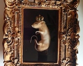 Mouse taxidermy- Royal Rodent Baroque Shadow Box