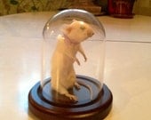 Taxidermy Mouse Under Glass