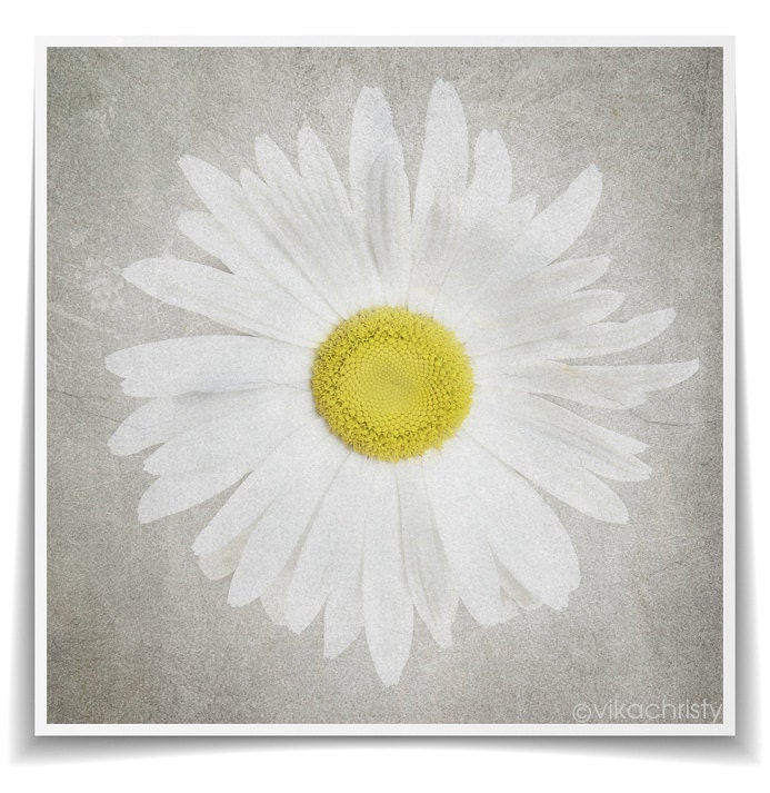 Daisy Photograph Floral Fine Art Wall Decor Flower Yellow White Nature Photography Still life Photography Spring 8x8 - Vintage Daisy