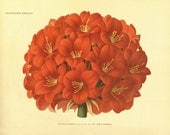 Clivia  Vintage flower art  print antique wall decor Flower decor botanical prints Garden print Victorian art French decor Cottage art 8x10