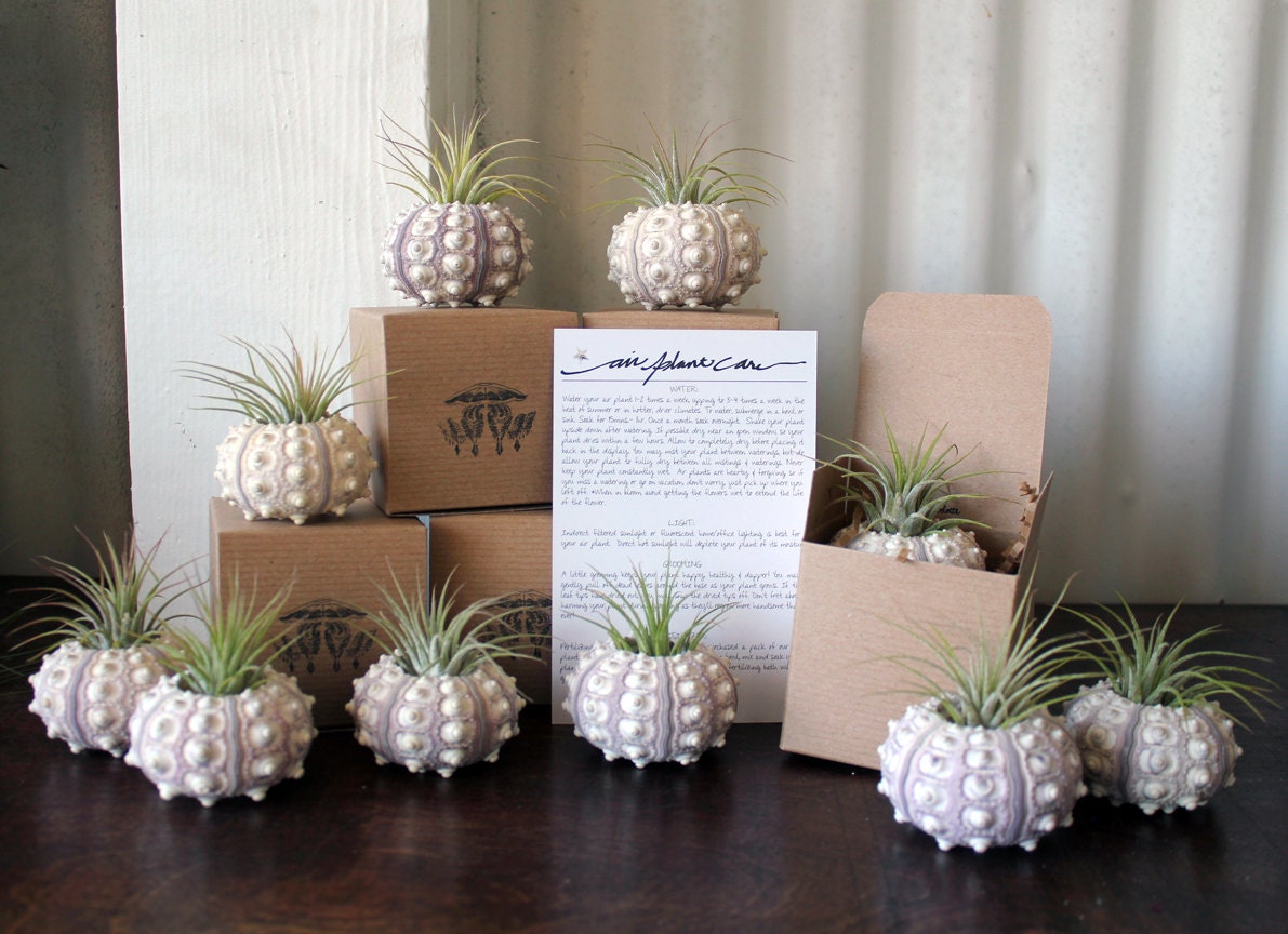 party favor pack  // air plant urchin terrariums // qty. 10