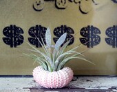 disco bunny // air plant garden // by robincharlotte