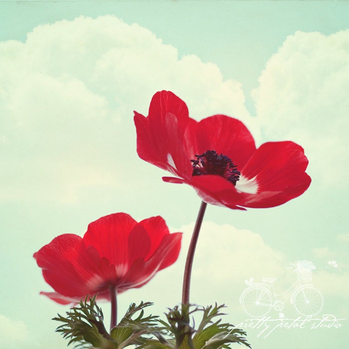 Floral Fine Art Photograph, Scarlet Anemone Flowers, Red, Teal Sky, Clouds, Nature Art, Home Decor, Springtime, Gardener, Square 8x8Print