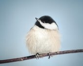 Chickadee Bird Photo, Animal Photography Print, Fine Art Photo, Nature Photography, Bird Art Print, Woodland Animal Art Print, Dusk Blue
