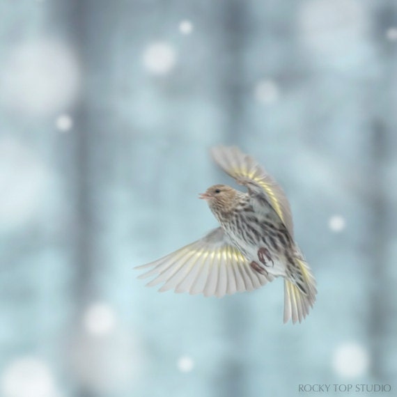 Winter Bird Photography Print, Nature Photography, Winter Art, Teal Aqua Blue Green, Fine Art Photograph, Woodland Animal Photography Print