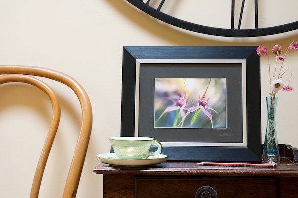 SALE Photograph Australian spring pink orchid flower 5x7" fine art photo home decor black matted flowers native wildflower print