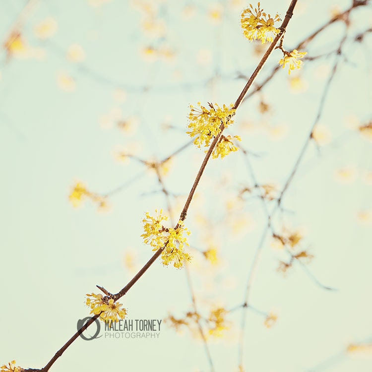 Lemon Yellow Tree Flowers Photo - dreamy pastel wall art, baby nursery print, home decor photo - 8x8