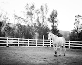 In the Ring - Black and White - Horse Photography - Original Fine Art Photography
