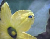 Spring, Fine Art Photography, Nature Photograph, Insect Art, 8x10