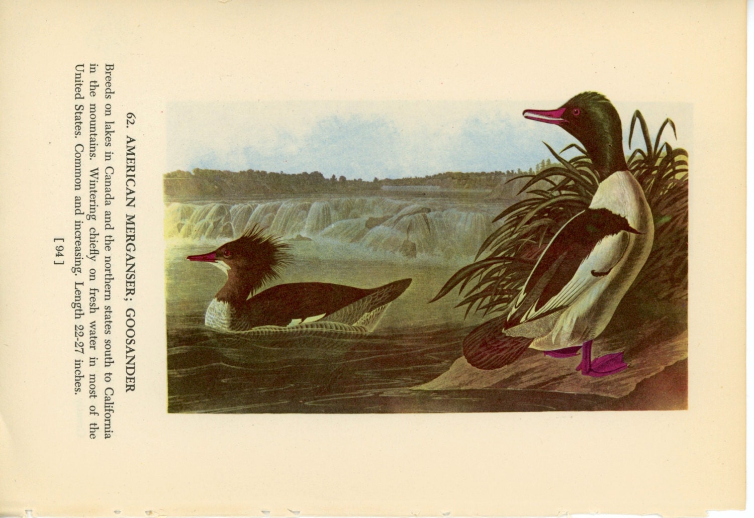 1950 american merganser,goosander original vintage bird print - with ruddy duck on reverse side