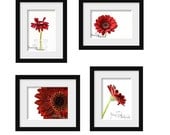 Red Gerber Daisy Home Decor Flower Pictures Set of four prints Fine Art Photography Crimson Custom Size