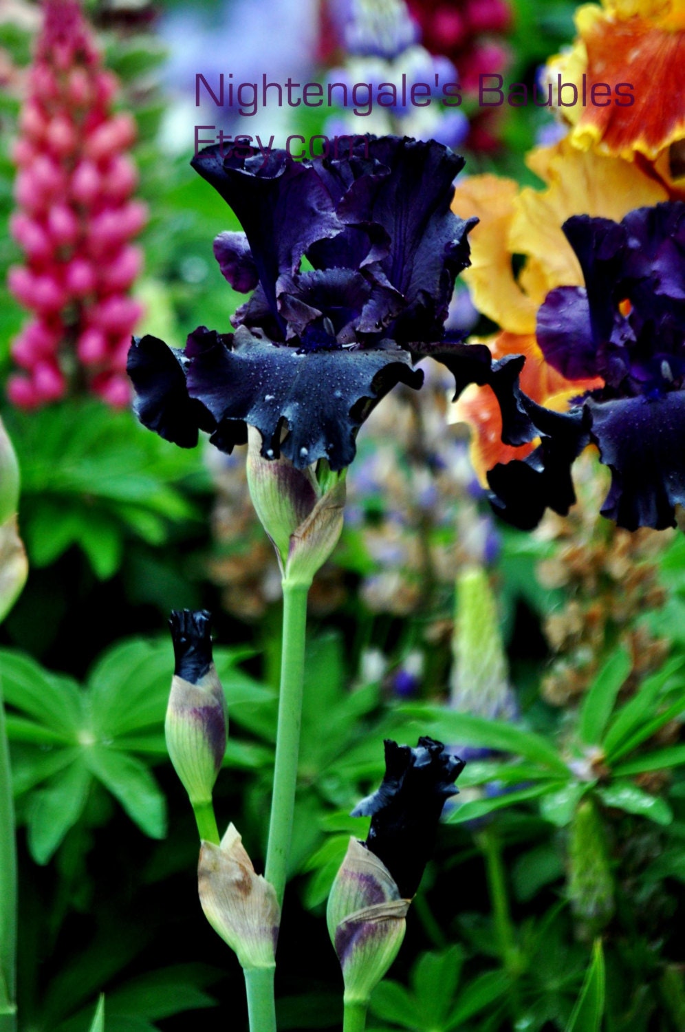Black Iris 8x10 Fine Art Photographic Print