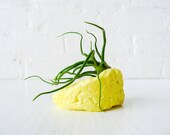 Neon Air Plant Garden - Sulfur Mineral Organic Stone Medusa