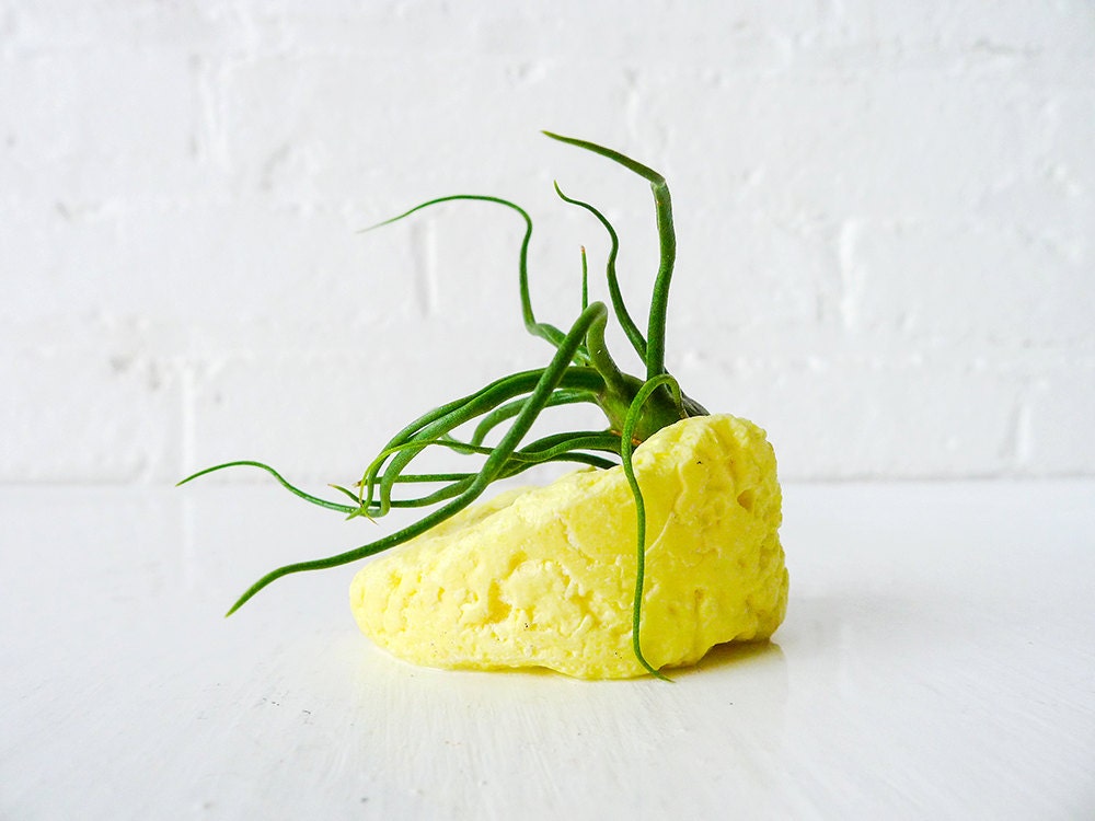 Neon Air Plant Garden - Sulfur Mineral Organic Stone Medusa