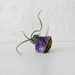 Air Plant Crystal Garden -Amethyst Geode Crystal Dark Island w LIVE Bulbosa Air Plant Garden