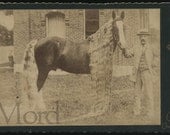 Rare Cabinet Card Photo of Freak Sideshow Circus Horse