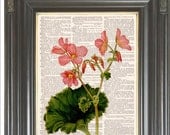BOGO SALE Vintage botanical Red pink begonia flower printed as dictionary page art print on old antique dictionary book page.  Item No. 588