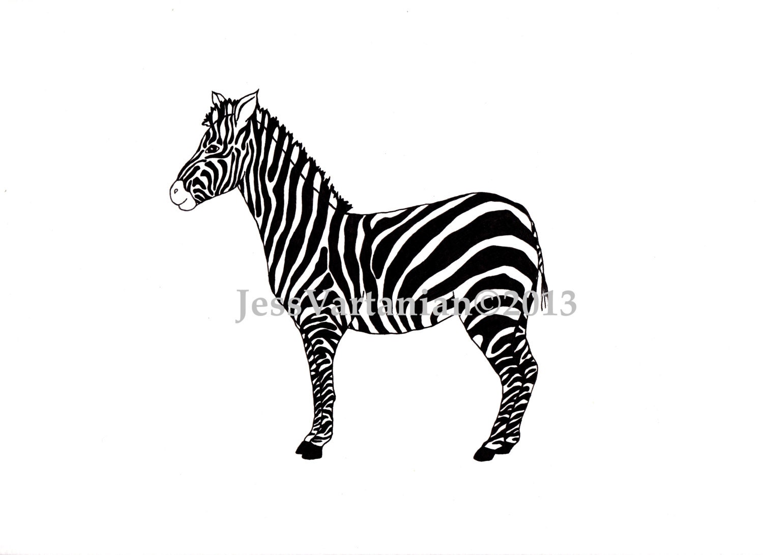 Zebra Ink Illustration