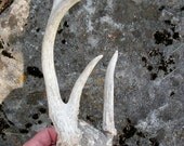 Freak Four Point Whitetail Deer Antler Rack