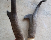 Large Set of Pronghorn Antelope Horns