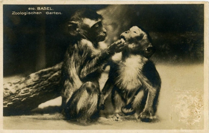 Vintage Postcard "Cleaning Teeth", Photography, Paper Ephemera, Old Photo, Collectibles - 0037