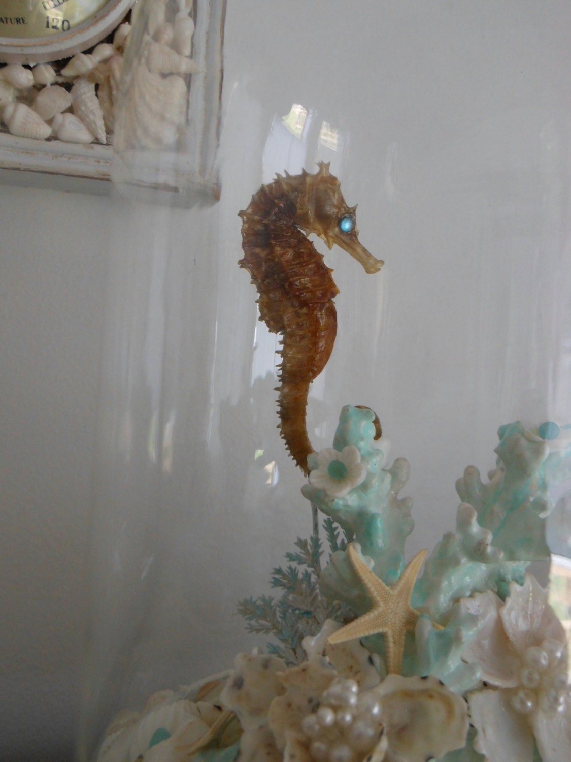 Seaside Music Globe with Real Seahorse. Seashells. Music Box with Globe. Nautical Decor for Coastal Living by searchnrescue2