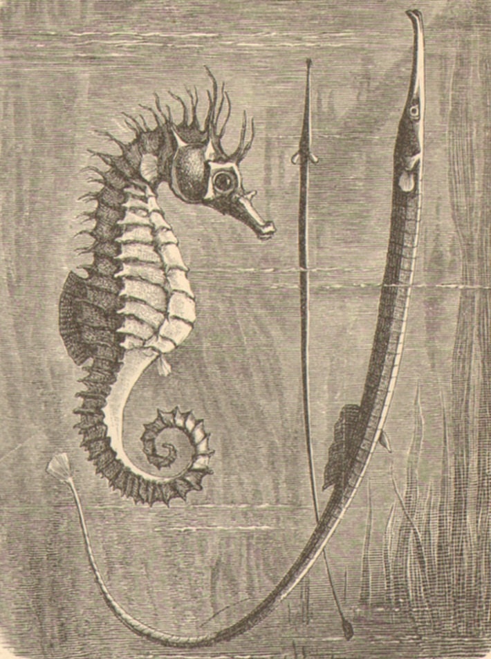 1904 Fishes, Cod, Mahi-mahi, Seahorse, Boxfish, Moray, Tuna, Swordfish etc. Original Antique Engraving