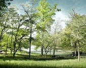 Trees lined up Cherokee Lake - Spring landscape - beautiful nature - Blue Ridge Mtns - green yellow - matted to 11x14 ready to frame