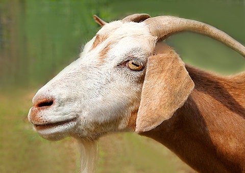 Goat - bearded goat - horns - Americana- sweet eye - country living - pale soft rust n cream - farm animal art matted to 8x10 ready to frame