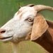 Goat - bearded goat - horns - Americana- sweet eye - country living - pale soft rust n cream - farm animal art matted to 8x10 ready to frame