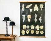 Vintage Bioloy Chart, Spores, Pull Down Chart