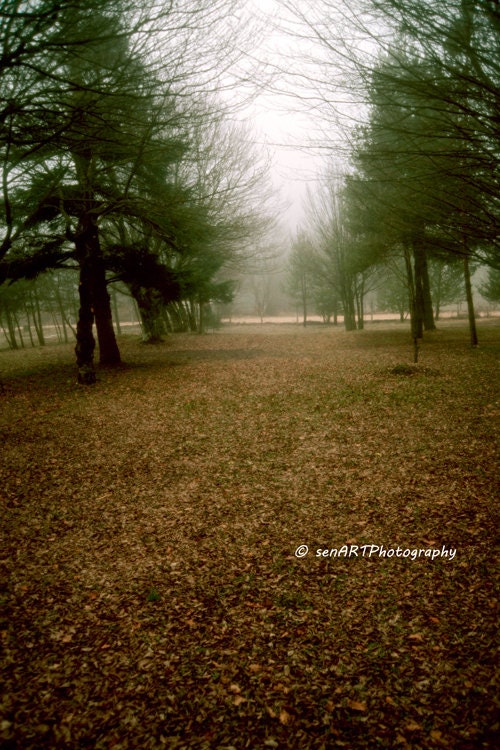 Scream Grove 8"x12" Fine Art Wall Decor Autumn Photograph For Modern Cafe Bar Pub Hotel Restaurant Nursey Home Office