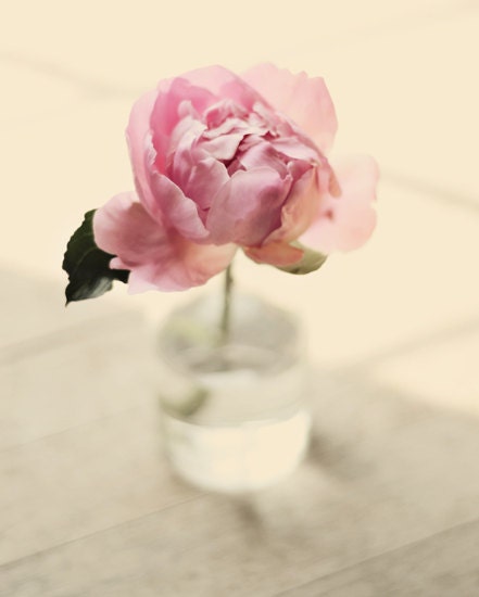 Flower photograph- pink, cream, peony, floral, romantic, shabby chic, still life, summer, 8x10 print, fine art photograph