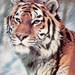 Vintage Postcard "Siberian tiger, Photo by Smirnova" -- 1984. The Planet, Moscow